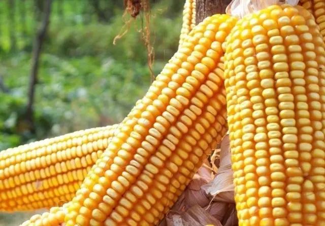 全国玉米价格最新行情及玉米大侠的日常观察