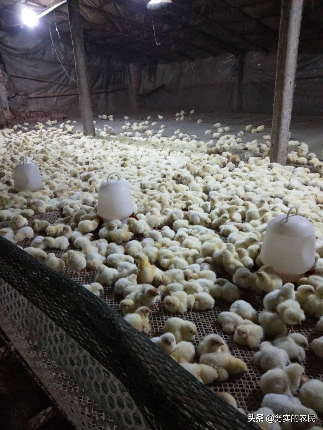 最新动态，关于817毛鸡价格的更新与趋势分析