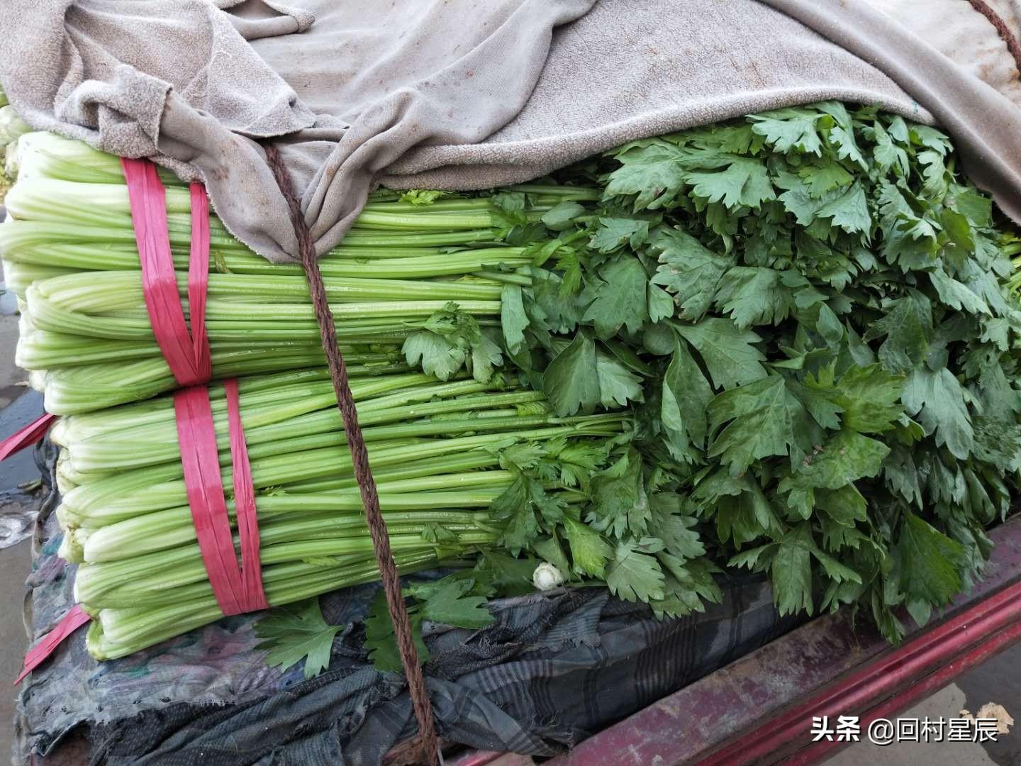 芹菜价格最新行情及分析
