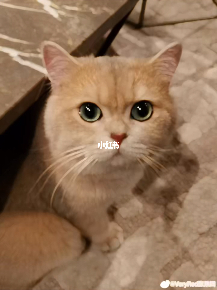 猫色444最新，详细步骤指南与最新动态