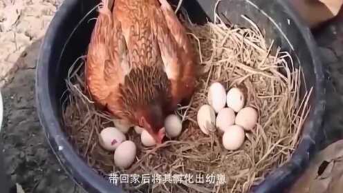 科技新品惊艳登场，最新鸡出窝，改变生活就在此刻！