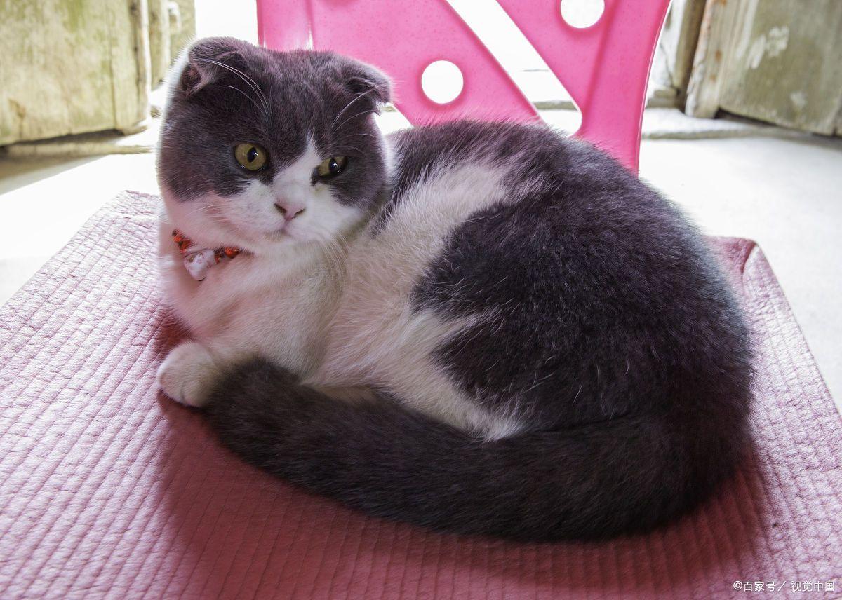 最新猫粮评测，猫咪味蕾狂欢与主人情感纽带的交织体验