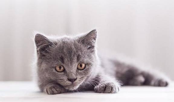 高科技产品重塑猫咪生活体验，最新网址集结猫咪精彩世界