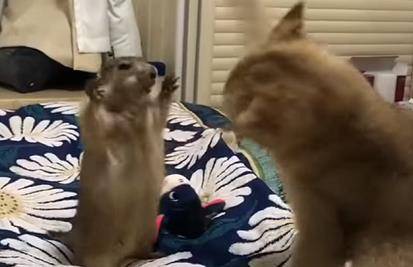 野猫直播，最新自然探索之旅，带你远离尘嚣寻找内心平静